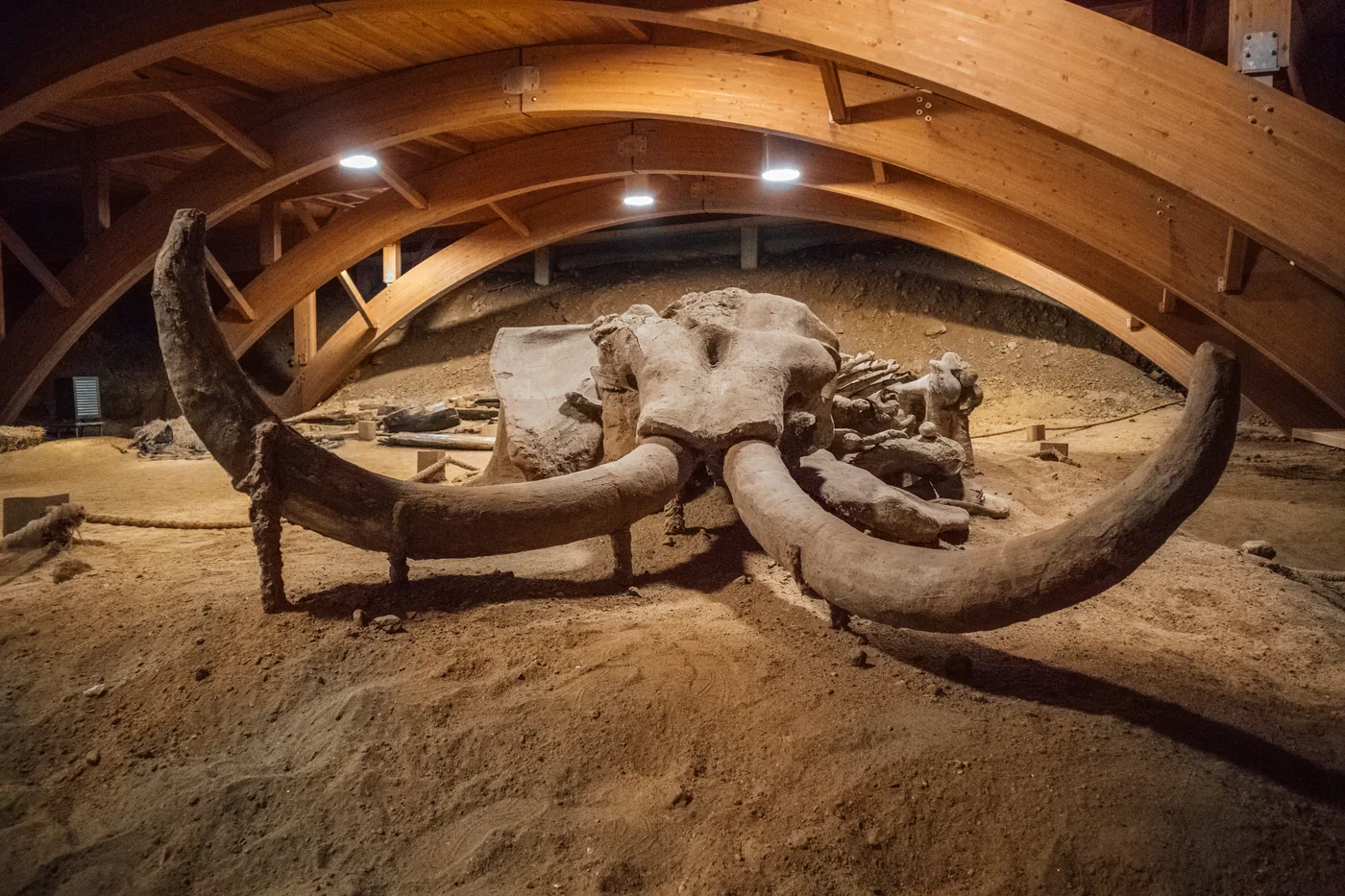 Das Skelett des Mammuts Vika, ausgegraben in Viminacium, Serbien